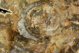Polished Petrified Wood (Araucaria) Round - Madagascar #139775-1